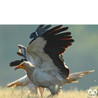 گونه کرکس مصری Egyptian Vulture